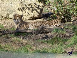 Tiergarten Schönbrunn am 05.03.2026
